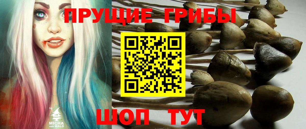 Псилоцибиновые грибы GOLDEN TEACHER  купить   Тихорецк  Вход с VPN 